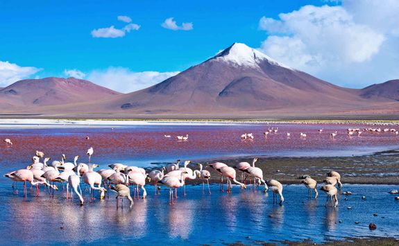 Flamingos in the Atacama Desert