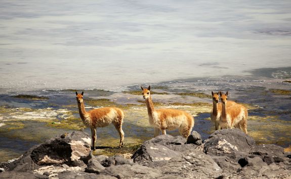 Vicuna in the Atacama