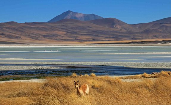 Vicuna at Salar Aguas Calientes