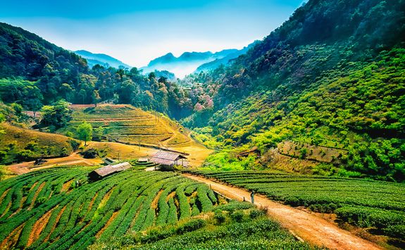 Angkhang tea plantations