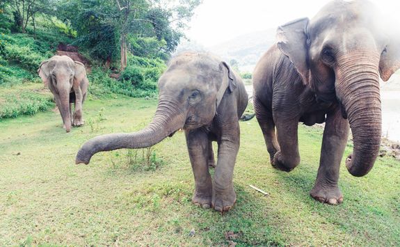 Elephants running in Chiang Mai