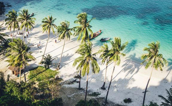 Koh Samu beach palms