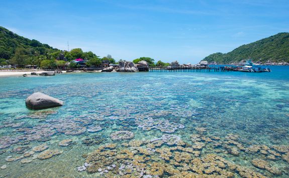 Koh Tao coral reef