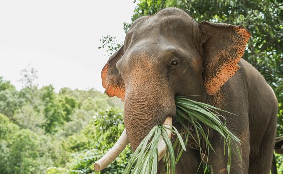 Elephant eating grass