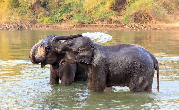 Elephants bathing in Thailand