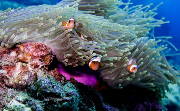 Clown fish off Phi Phi Islands
