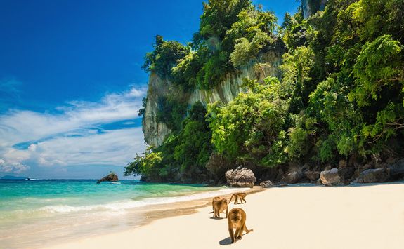 Monkeys on the beach