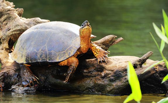 black turtle costa rica