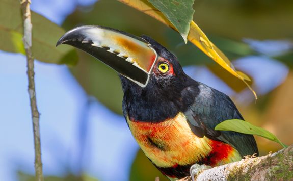 crouched collared aracari