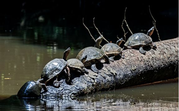 turtles