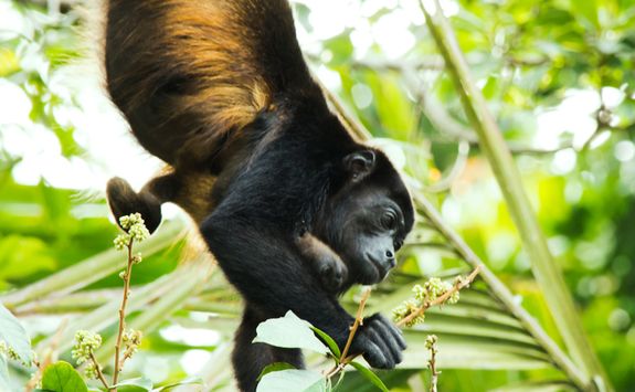 howler monkey