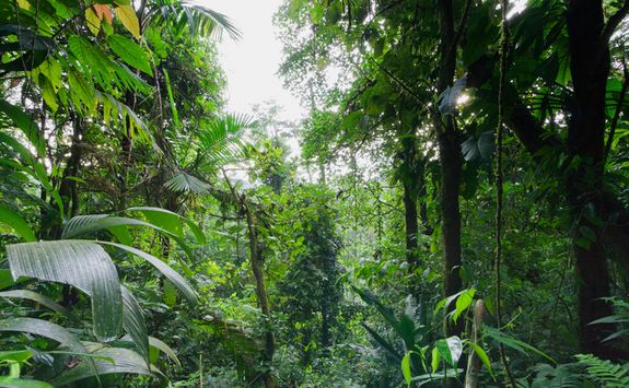 rainforest