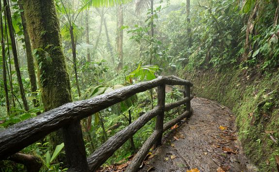hiking along the rainforst canopy