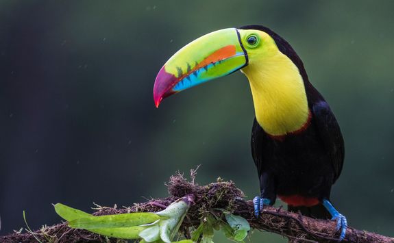 toucan costa rica