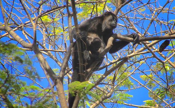 howler monkey