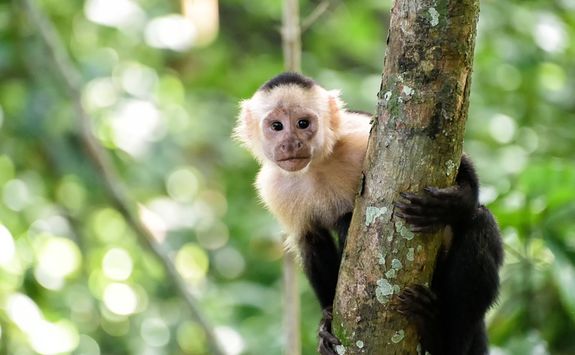 monkey