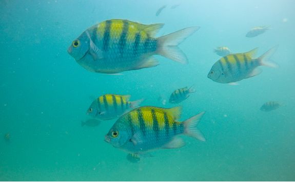 snorkelling with tropical fish costa rica