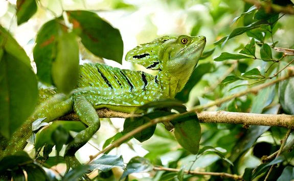 lizard in the rainforest