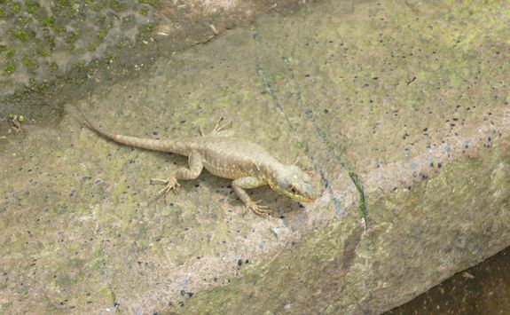 Iguana