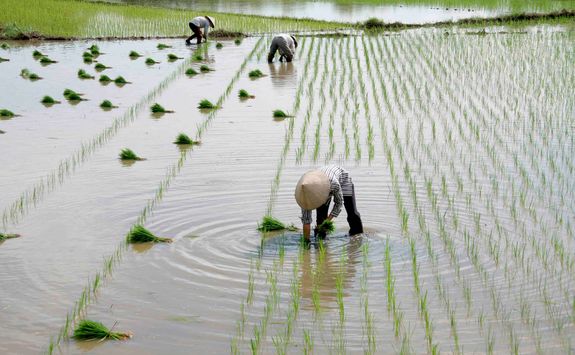 Paddyfield workers