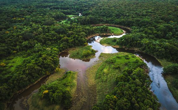 River through a Forest