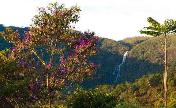 Waterfall behind a Tree