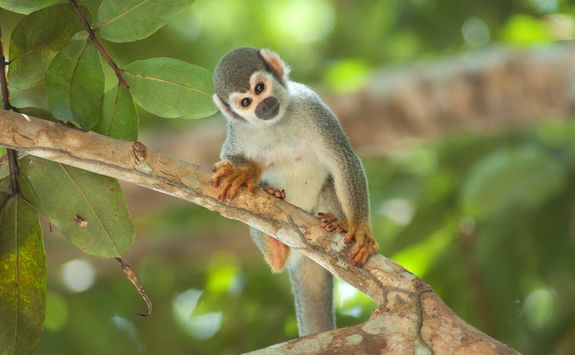Spider Monkey