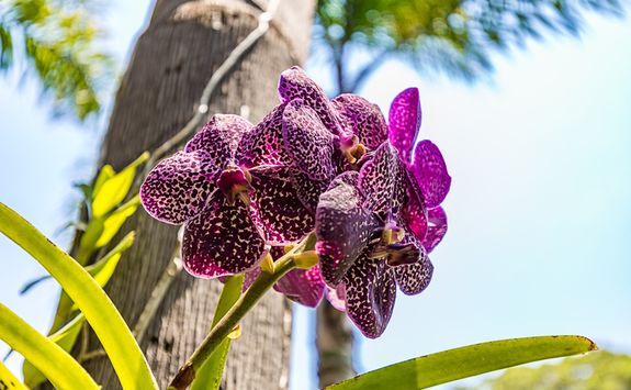 Brumadinho Flower