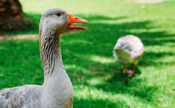 A Duck