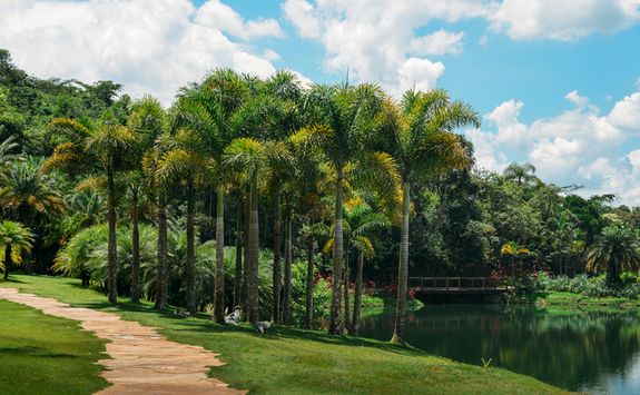 Palm Trees