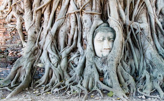 Ayutthaya buddah face