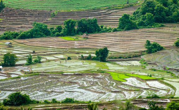 Ricefields Mae Chaem district