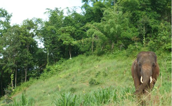 Elephant in the forest in Chiang Mai