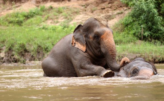 Elephants bathing