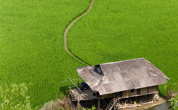 rice paddy field