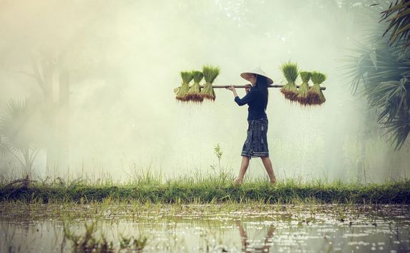 rice farming
