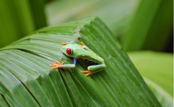 Small Frog on a Leaf