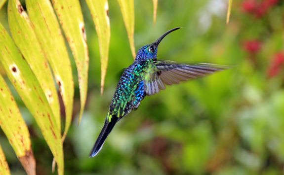 Violet Sabrewing