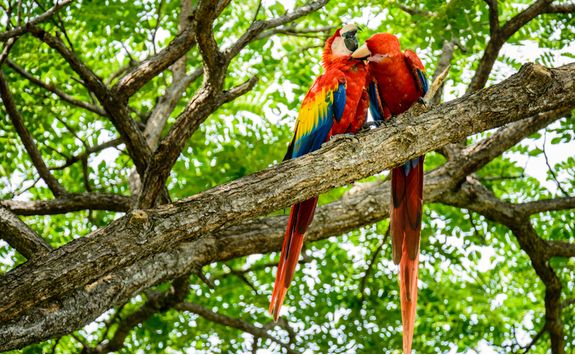 Wild Macaws