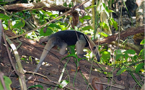 An Anteater