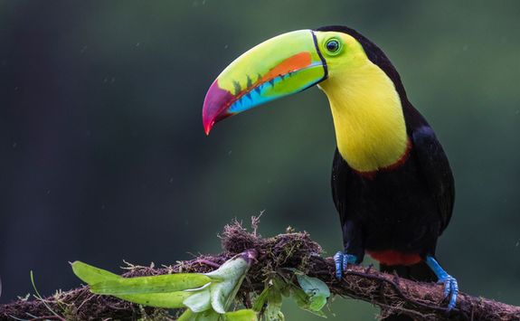 Keel Billed Toucan