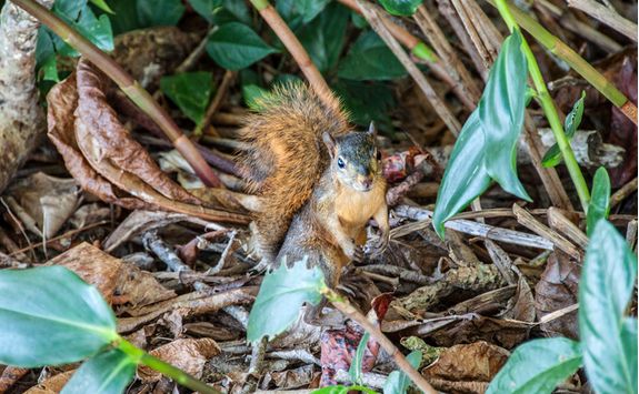 Standing Squirrel