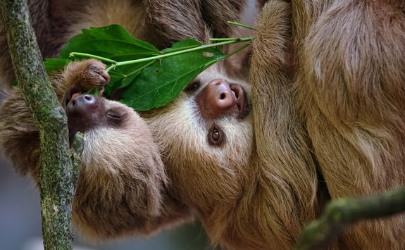 Two Toed Sloths