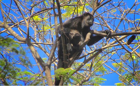 Howler Monkey