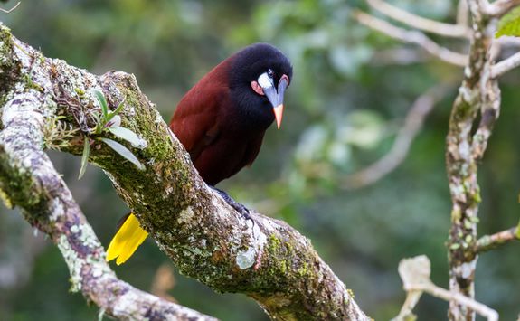 Oropendola Bird