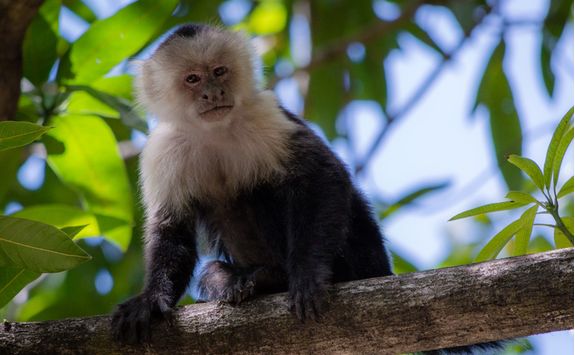 Capuchin Monkey