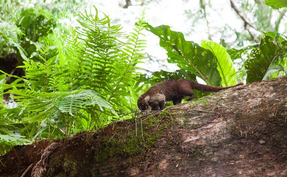 Coati