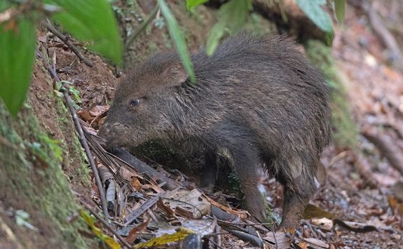 Peccary in the Wild