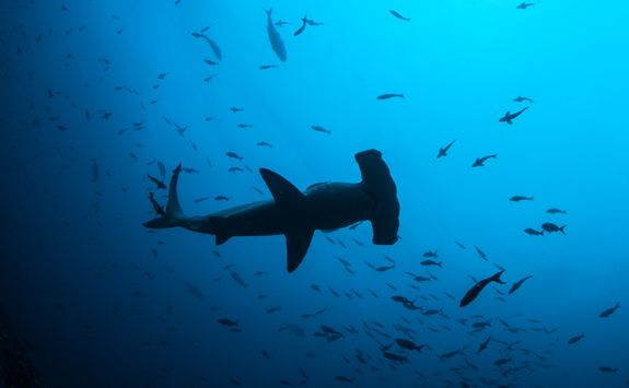 Scalloped Hammerhead