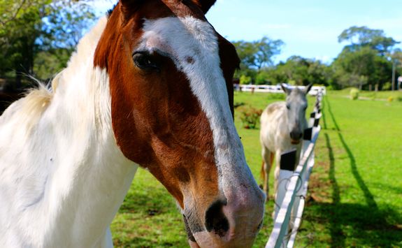 Close Up of a Horse